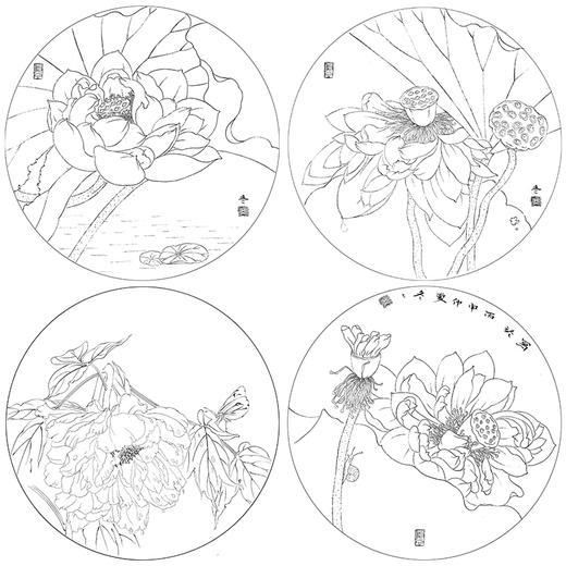 杨冬冬工笔画白描底稿荷花一套四幅初学者原大尺寸35×35厘米TY02 商品图1
