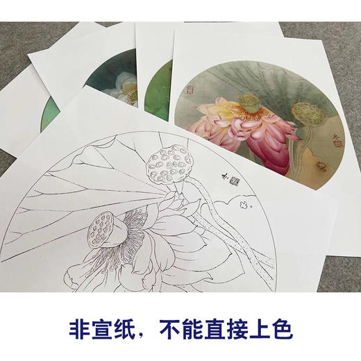 杨冬冬工笔画白描底稿荷花一套四幅初学者原大尺寸35×35厘米TY02 商品图3