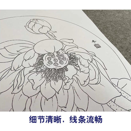 杨冬冬工笔画白描底稿荷花蝴蝶一套四幅初学者尺寸35×35厘米TY01 商品图4