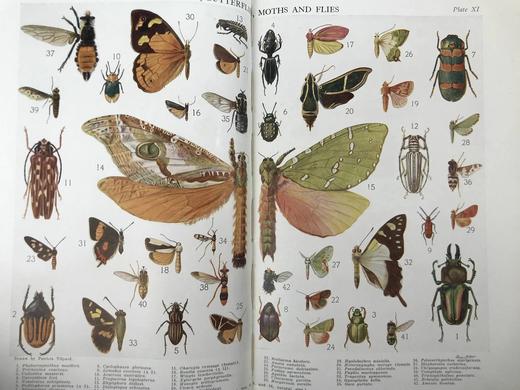 1925年 澳大利亚图解百科全书（全2卷） 数百幅插图 漆布精装16开 商品图3