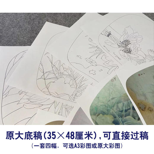 杨冬冬工笔画白描底稿荷花雀鸟一套四幅初学者尺寸35*48厘米TY06 商品图2