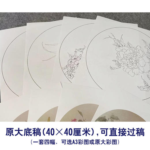 张莉莉工笔画白描底稿牡丹萝卜一套四幅初学者尺寸40*40厘米TZ01 商品图2