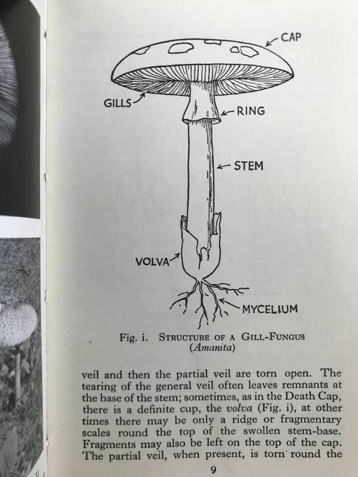 常见真菌图鉴 32幅彩色64幅黑白插图 精装64开 商品图12