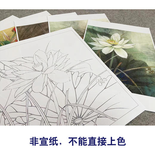 李晓明工笔花鸟画白描底稿荷花一套六幅册页尺寸35×40厘米花鸟线稿KF26 商品图3