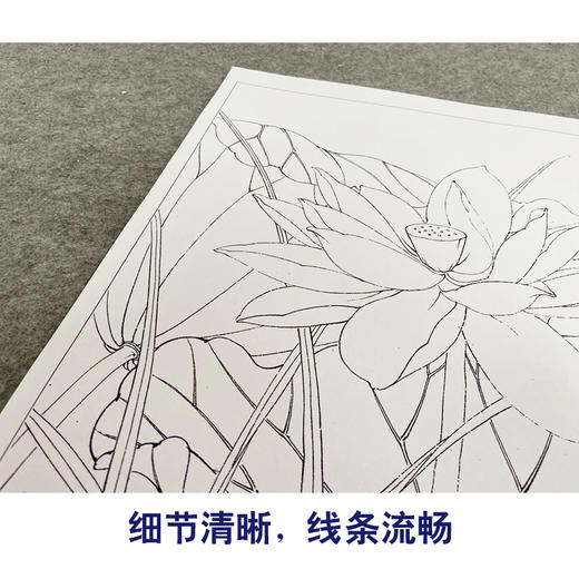李晓明工笔花鸟画白描底稿荷花一套六幅册页尺寸35×40厘米花鸟线稿KF26 商品图4