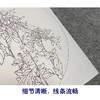 潘磊工笔画白描底稿蝴蝶雀鸟一套四幅初学者尺寸42*42厘米TL03 商品缩略图4