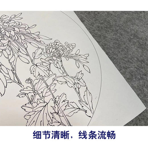 潘磊工笔画白描底稿蝴蝶雀鸟一套四幅初学者尺寸42*42厘米TL03 商品图4