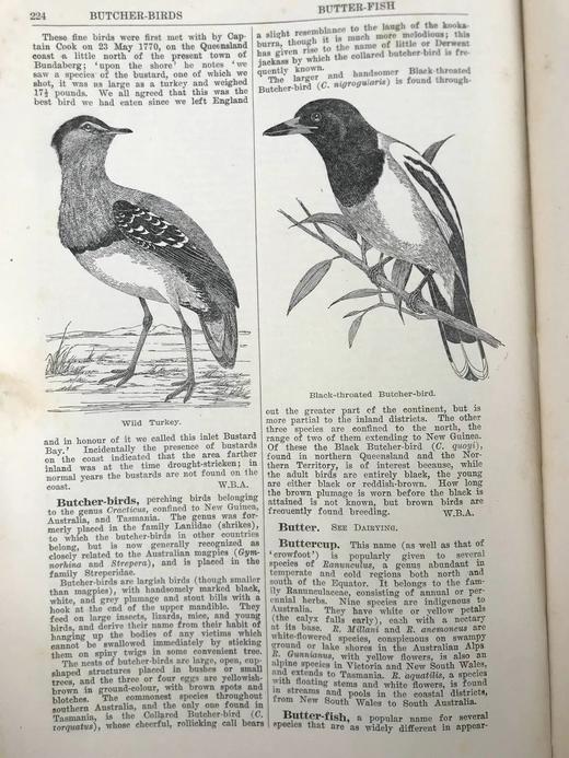 1925年 澳大利亚图解百科全书（全2卷） 数百幅插图 漆布精装16开 商品图7