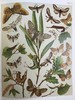 1907年 欧洲蝴蝶与飞蛾图鉴 54页彩色与大量黑白插图 真皮精装16开 商品缩略图10