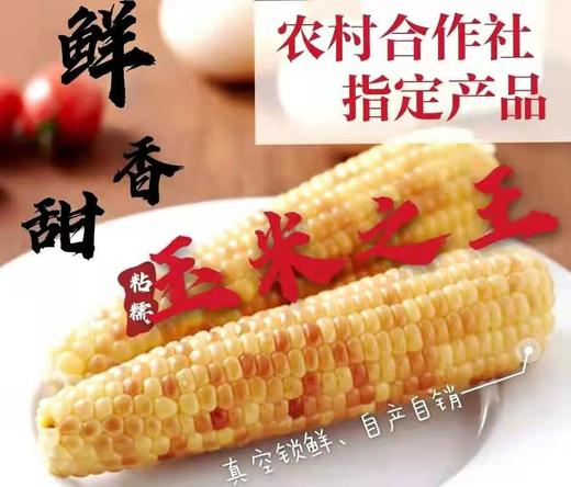 【非转基因无添加】抚顺新宾农家紫香糯玉米无防腐剂添加剂等化学元素 商品图1