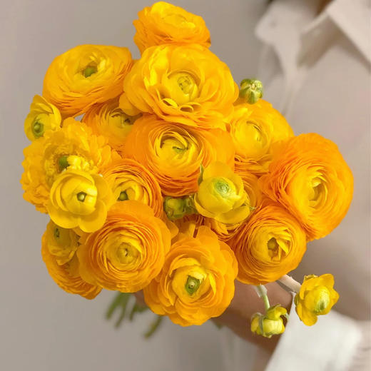 配花-洋牡丹-黄色-20枝 商品图0