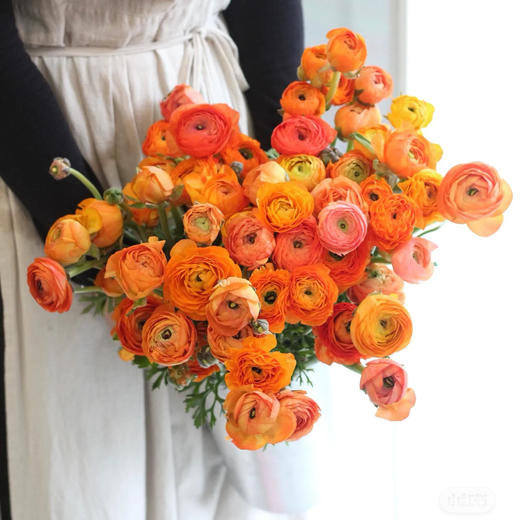 配花-洋牡丹-橙色-20枝 商品图0