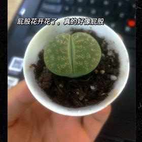 同事种得奇奇怪怪的花