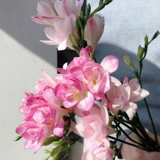 xwcf香雪兰单瓣粉色a级5