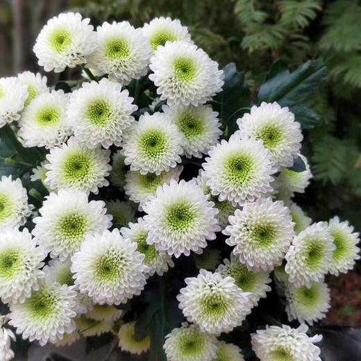 【科隆香水】小雏菊 10枝/扎 商品图5