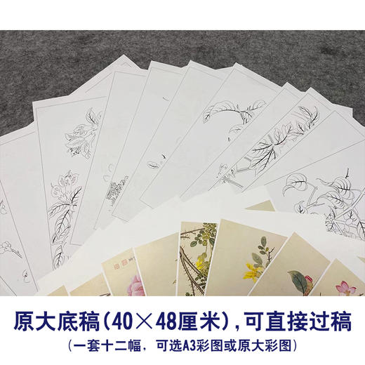 董诰工笔花鸟画白描底稿花卉册页小品一套十二幅册页初学者尺寸40*48厘米MT08 商品图2