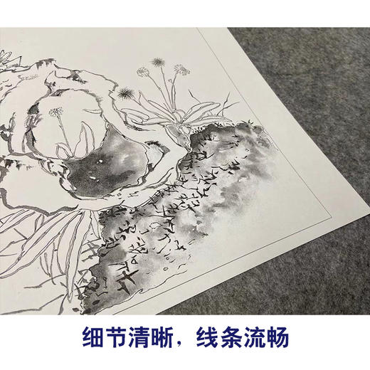 居廉工笔花鸟画白描底稿花卉奇石册小品一套十二幅册页尺寸30*36厘米MT13 商品图3