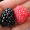 〔上海直发闪送包邮〕Driscolls红树莓/黑树莓（产地云南）只发上海 商品缩略图3