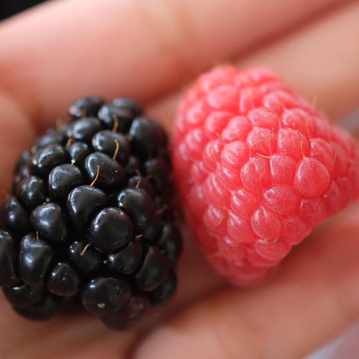 〔上海直发闪送包邮〕Driscolls红树莓/黑树莓（产地云南）只发上海 商品图3