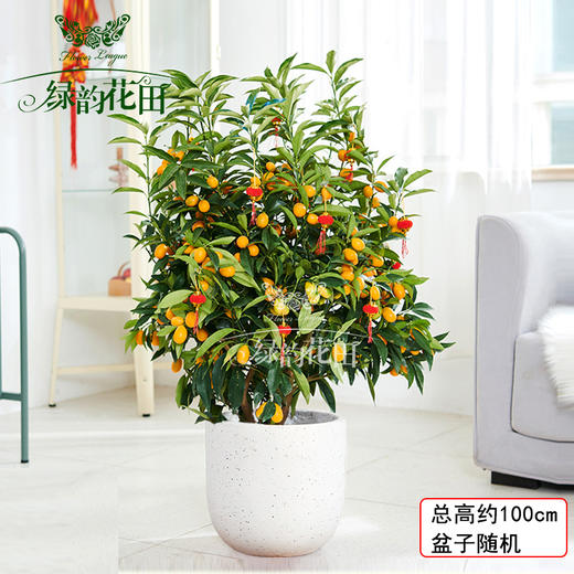 金桔树盆栽带果可食用招财绿植四季金桔树元旦新年开业乔迁居家送礼 商品图2