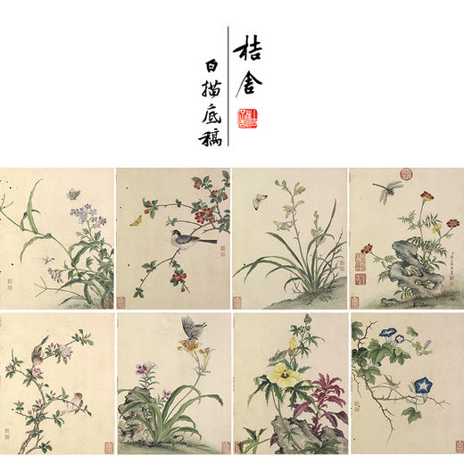 蒋廷锡工笔花鸟画白描底稿花卉虫草图册小品一套十二幅册页尺寸40*49厘米MT12 商品图0