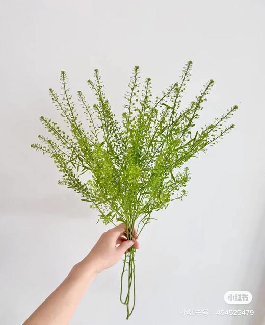 国产花材-【绿铃草】BB草 商品图0