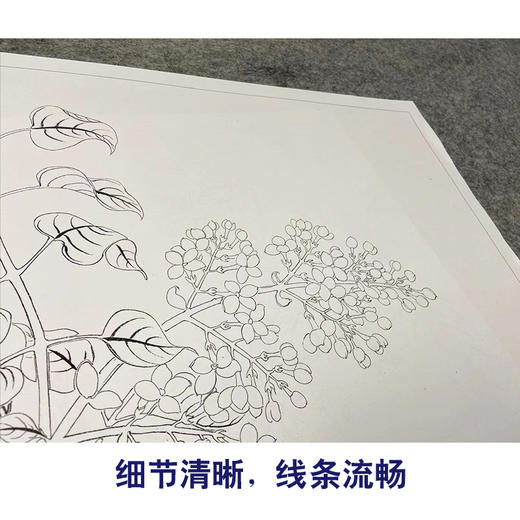 董诰工笔花鸟画白描底稿花卉册页小品一套十二幅册页初学者尺寸40*48厘米MT08 商品图4
