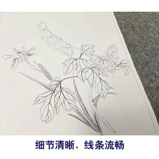 蒋廷锡工笔花鸟画白描底稿设色勾染图册小品一套十二幅册页尺寸30*36厘米MT11 商品图4