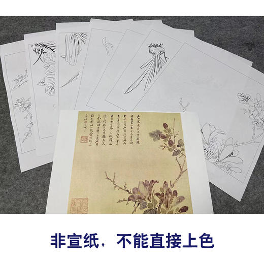 吴玖工笔花鸟画白描底稿花卉图册小品一套七幅册页初学者尺寸37*40厘米MT16 商品图3
