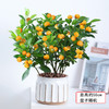 金桔树盆栽带果可食用招财绿植四季金桔树元旦新年开业乔迁居家送礼 商品缩略图1