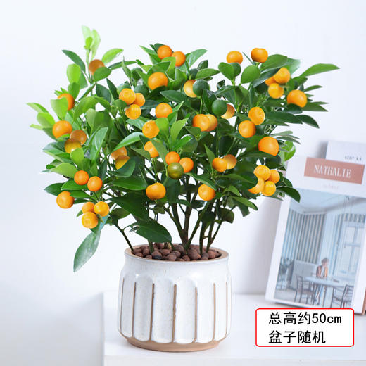 金桔树盆栽带果可食用招财绿植四季金桔树元旦新年开业乔迁居家送礼 商品图1
