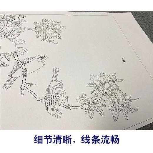 吴璋工笔花鸟画白描底稿折纸果禽图册小品一套八幅册页尺寸30*48厘米MT18 商品图3