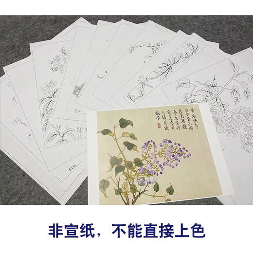 董诰工笔花鸟画白描底稿花卉册页小品一套十二幅册页初学者尺寸40*48厘米MT08 商品图3