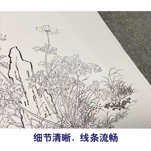 余省工笔花鸟画白描底稿海西集卉册小品一套六幅册页初学者尺寸40*42厘米MT22 商品图4