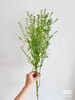 国产花材-【绿铃草】BB草 商品缩略图1