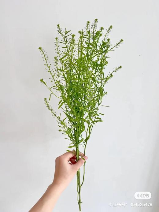 国产花材-【绿铃草】BB草 商品图1