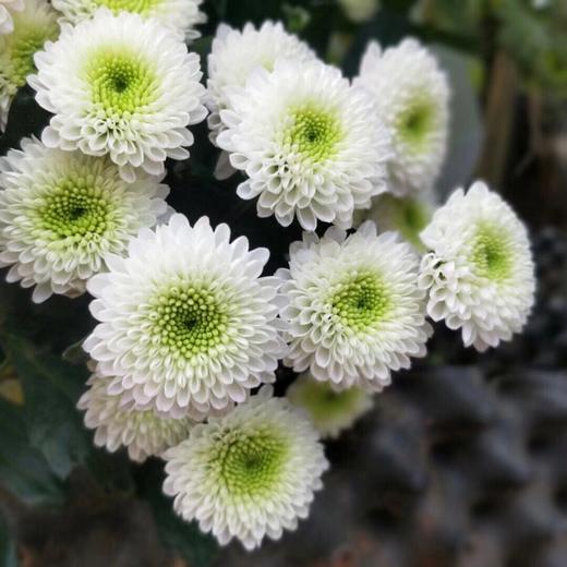 【科隆香水】小雏菊 10枝/扎 商品图0