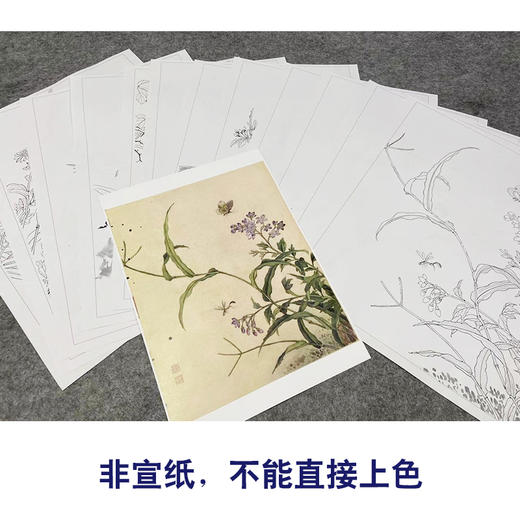 蒋廷锡工笔花鸟画白描底稿花卉虫草图册小品一套十二幅册页尺寸40*49厘米MT12 商品图3