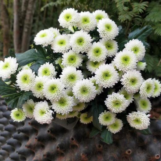5cj小菊科隆香水绿心白10枝扎
