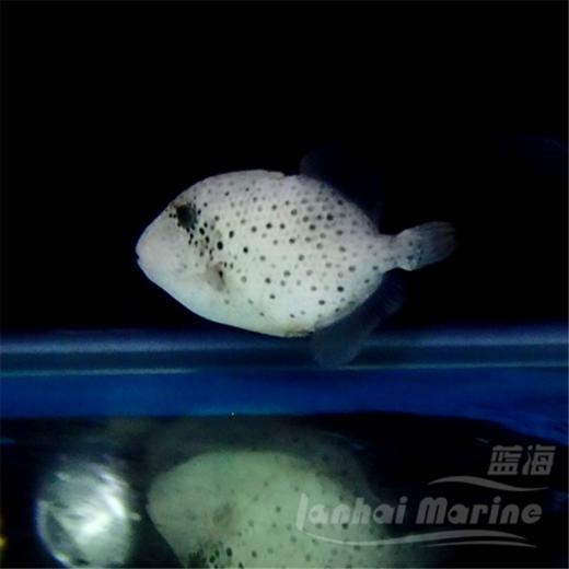 泰坦炮弹 商品图2