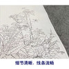 佚名工笔画白描底稿花鸟图册小品一套九幅册页初学者尺寸32*40厘米MT07 商品缩略图4