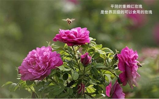 【玫瑰花苞水丨拍2瓶减10元】补水保湿控油抗衰滋润 天然植物精粹 抵御皮肤老化 蕴养气色！可作爽肤水，湿敷，擦拭身体，用处很多！ 500ml/瓶！【包装已变更，实际品质及生产工厂没有变化】 商品图7