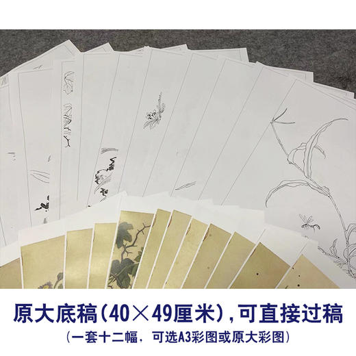 蒋廷锡工笔花鸟画白描底稿花卉虫草图册小品一套十二幅册页尺寸40*49厘米MT12 商品图2