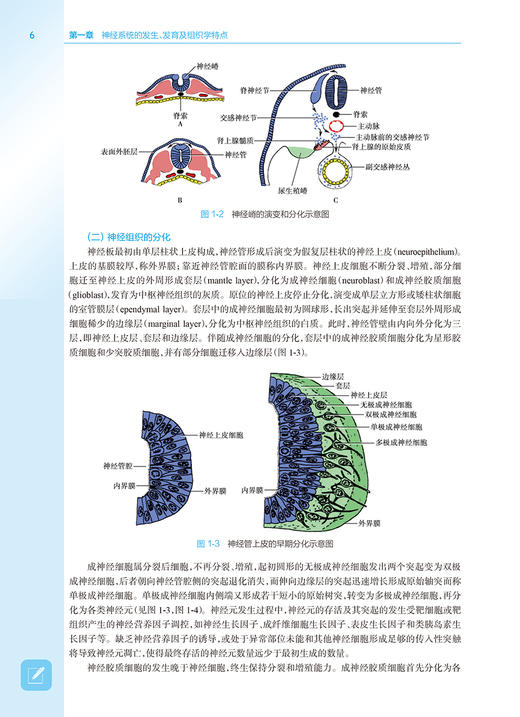 神经与精神疾病 第2版 十四五规划教材全国高等学校器官系统整合教材 谢鹏 高成阁 江涛供临床医学及相关专业用9787117315074 商品图4