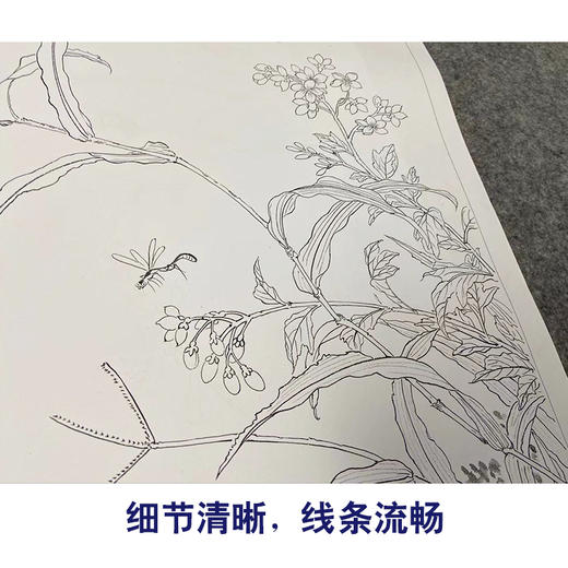 蒋廷锡工笔花鸟画白描底稿花卉虫草图册小品一套十二幅册页尺寸40*49厘米MT12 商品图4