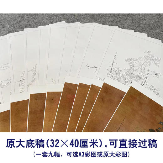 佚名工笔画白描底稿花鸟图册小品一套九幅册页初学者尺寸32*40厘米MT07 商品图2