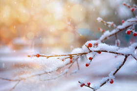 冬补有讲究，推荐4个食养方