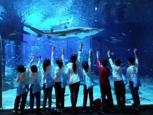 10.25/31/11.15/22/29【海淀·亲子|单飞·夜宿·自驾】北京海洋馆奇妙夜丨“以蔚蓝之名，共赴海洋之约 ” 商品图8