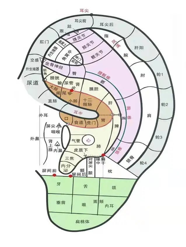 耳部反射区与病症图解图片