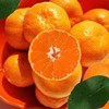 【季节限定】涌泉蜜桔  皮薄肉嫩口口爆汁 商品缩略图2